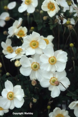 Anemone japonica 'Honorine Jobert'