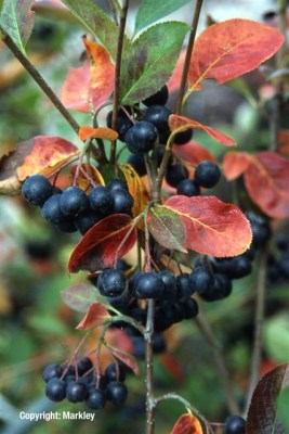 Aronia prunifolia 'Viking'