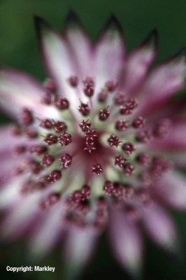 Astrantia major 'Rosea'