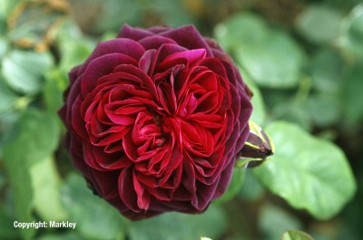 Rosa 'Astrid Gräfin von Hardenberg' -R-