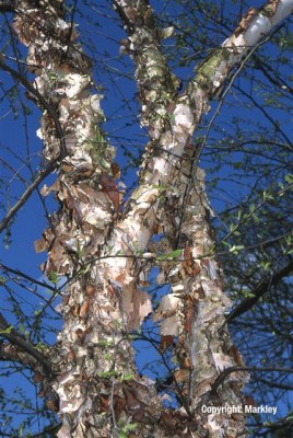 Betula nigra