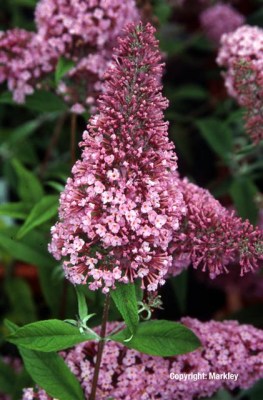 Buddleja davidii 'Pink Delight'