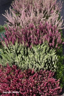 Calluna vulgaris in Sorten