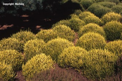 Calluna vulgaris 'Sandy'