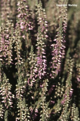 Calluna vulgaris 'Silver Knight'