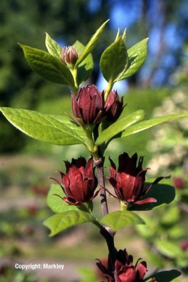 Calycanthus floridus