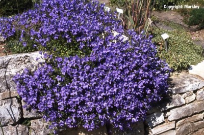 Campanula portenschlagiana