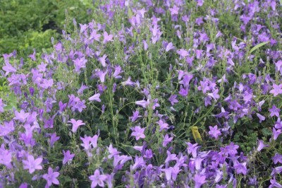 campanula_portenschlagiana_birch