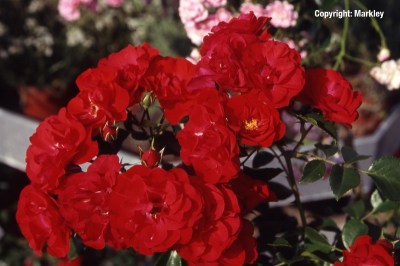 Rosa 'Canzonetta' -R-