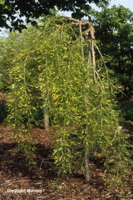 Caragana arborescens 'Walker'