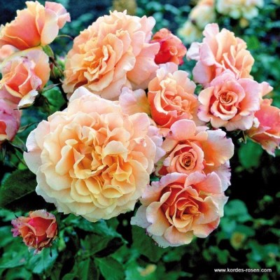 Rosa 'Caramella' -R-