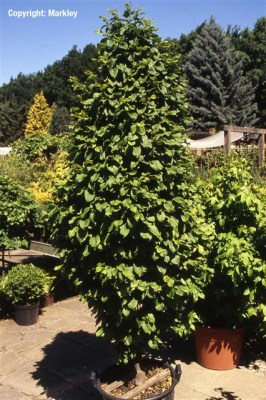 Carpinus betulus 'Fastigiata Monument'
