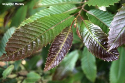 Castanea sativa 'Anny's Summer Red'