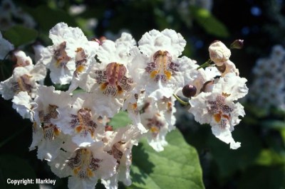 Catalpa bignonioides