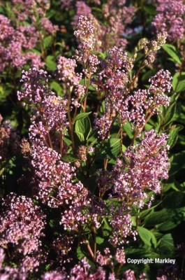 Ceanothus pallidus 'Marie Simon'