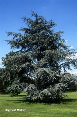 Cedrus atlantica 'Glauca'