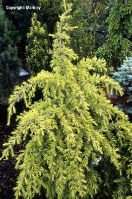 Cedrus deodara 'Golden Horizon'
