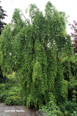 Cercidiphyllum japonicum 'Pendulum'