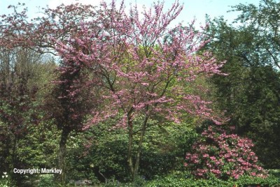 Cercis siliquastrum
