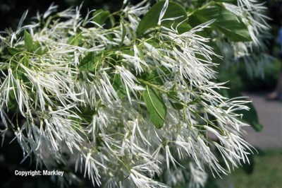 Chionanthus virginicus