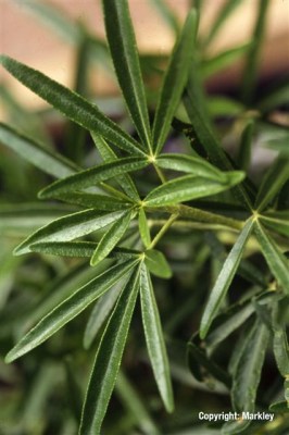 Choisya 'Aztec Pearl'