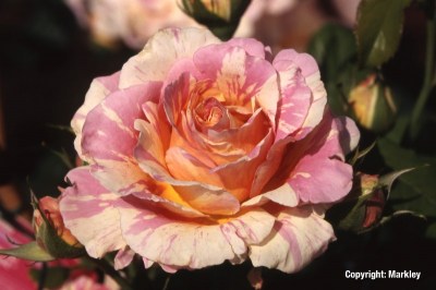 Rosa 'Claude Monet' -R-