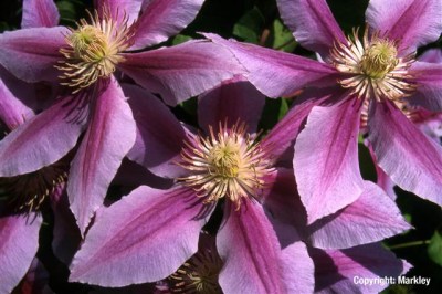 Clematis 'Dr. Ruppel'