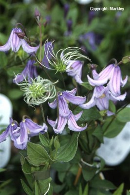 Clematis integrifolia