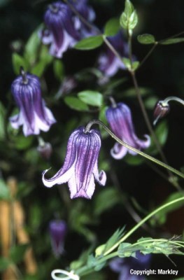 Clematis integrifolia 'Rooguchi'