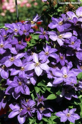 Clematis 'Jackmanii'