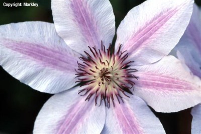 Clematis 'Nelly Moser'
