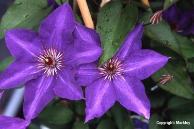 Clematis 'The President'
