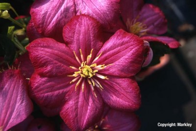 Clematis 'Ville de Lyon'
