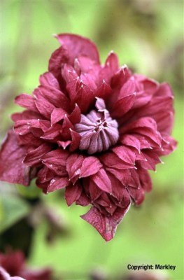 Clematis viticella 'Purpurea Plena Elegans'