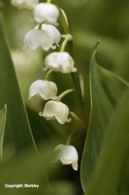 Convallaria majalis, weiß