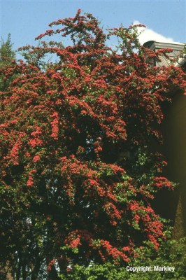 Crataegus laevigata 'Paul's Scarlet'