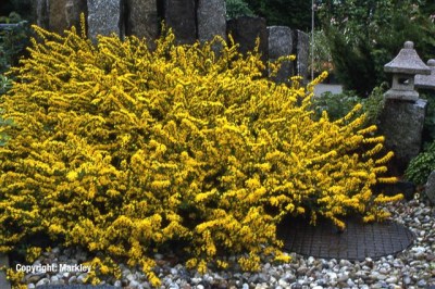 Cytisus decumbens
