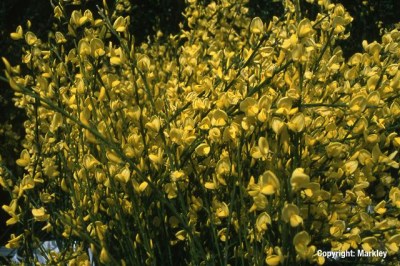 Cytisus praecox 'Allgold'