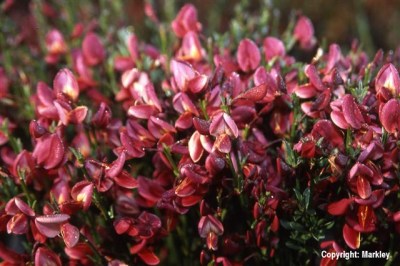Cytisus praecox 'Hollandia'