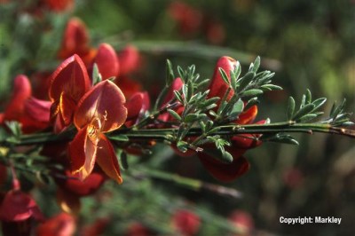 Cytisus scoparius 'Burkwoodii'