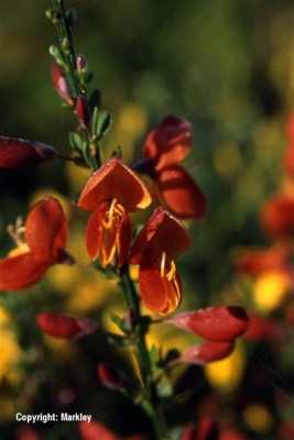 Cytisus scoparius 'Lena'