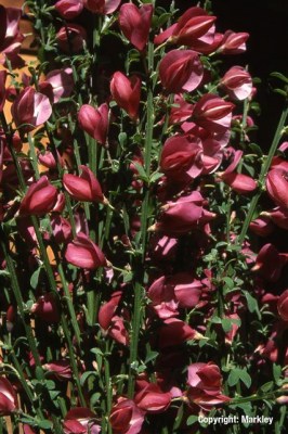 Cytisus scoparius 'Roter Favorit'