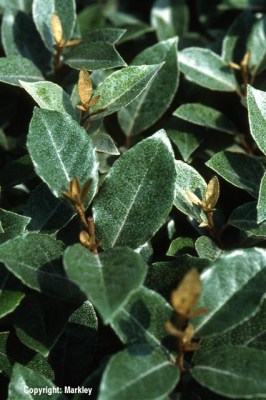 Elaeagnus ebbingei