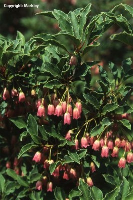 Enkianthus campanulatus 'Ruby Glow'