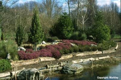 Erica carnea 'Myretoun Ruby'