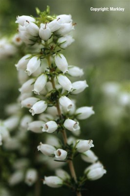 Erica cinerea 'Alba Major'