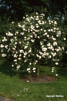 Rosa 'Felicite et Perpetue'