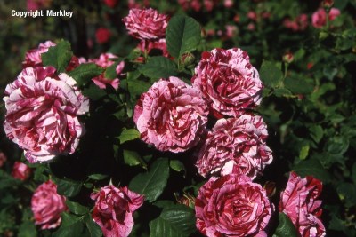 Rosa 'Ferdinand Picard'