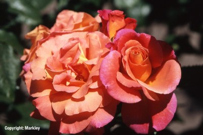 Rosa 'Freisinger Morgenröte' -R-