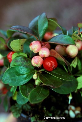 Gaultheria procumbens